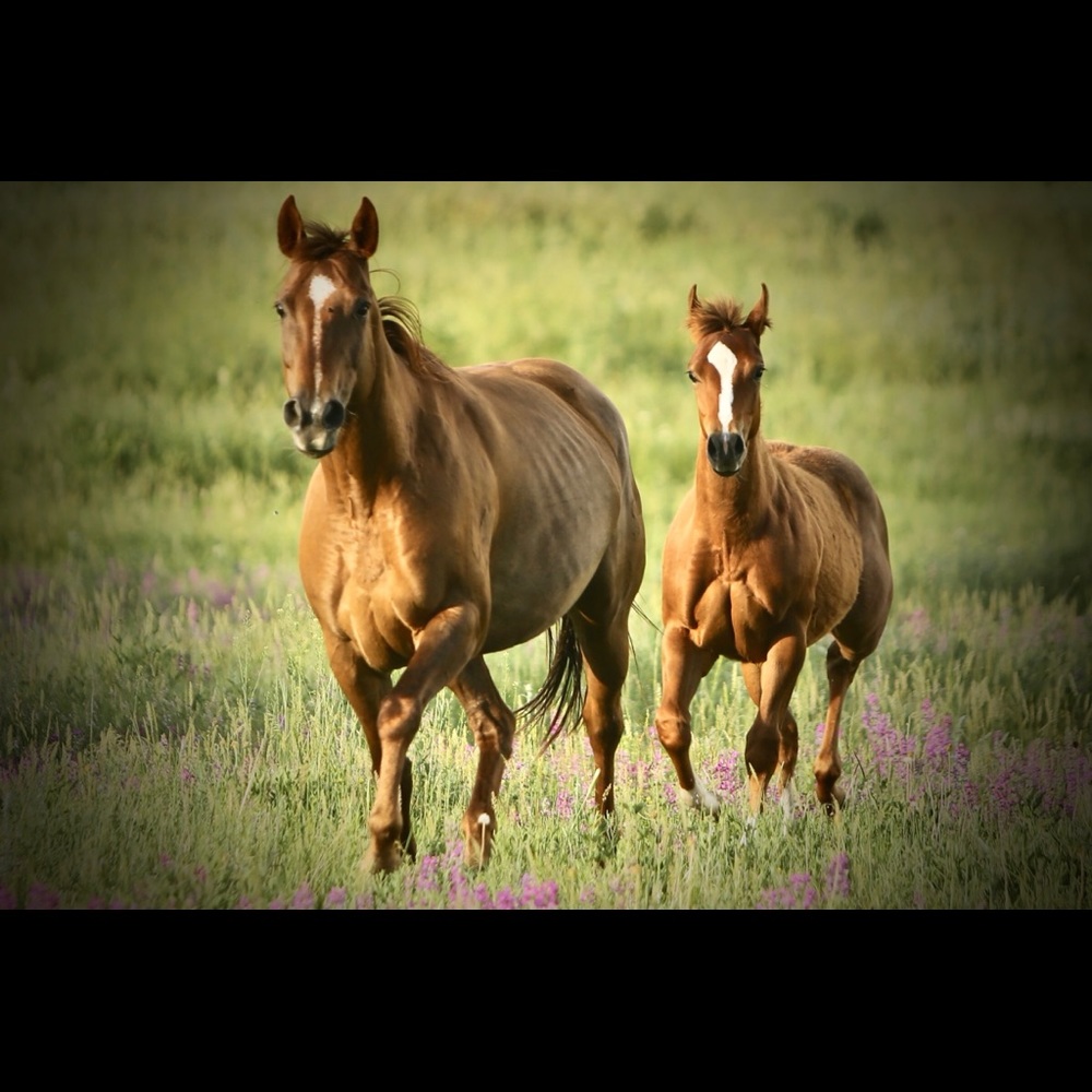 Meet your Posher, Jen